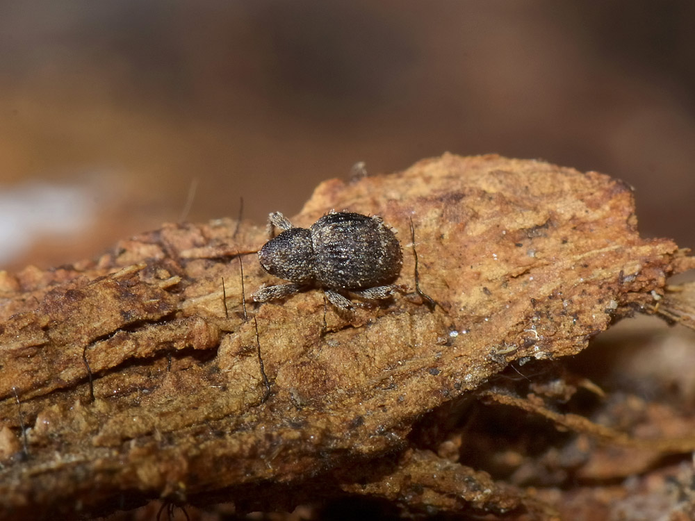 Curculionidae: Acalles cfr. lemur